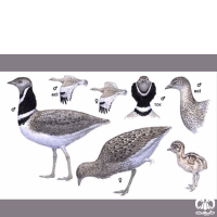 گونه زنگوله‌ بال Little Bustard